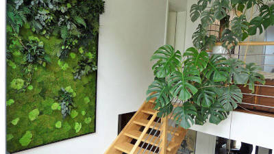 Innenraumbegrünung mit Pflanzenbildern Mooswand oder Moosbild