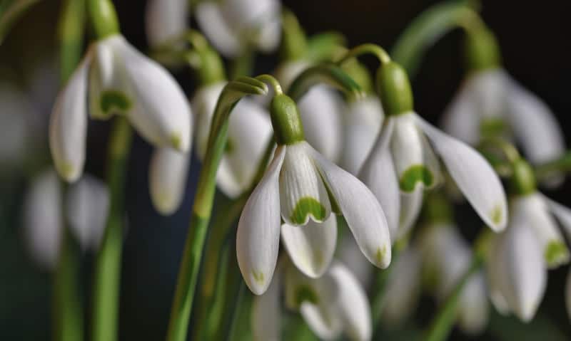 Februar Gartentipps Gartenblog Flaechenlust