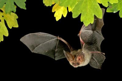 Fledermaus Naturgarten Gartengestaltung Tiere