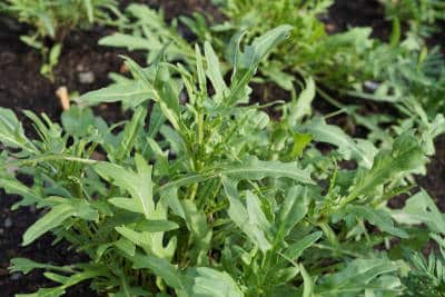 Rucola_anbauen am balkon gemüsegarten