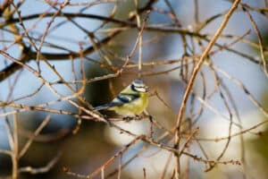 Naturgarten für Bienen und Vögel Gartenplanung Flaechenlust