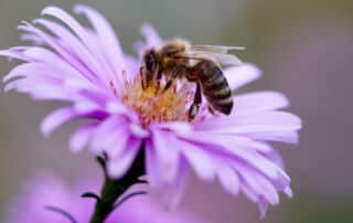 naturgarten bienen insektenstauden flaechenlust gartenblog