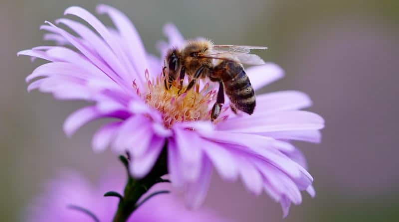 naturgarten bienen insektenstauden flaechenlust gartenblog