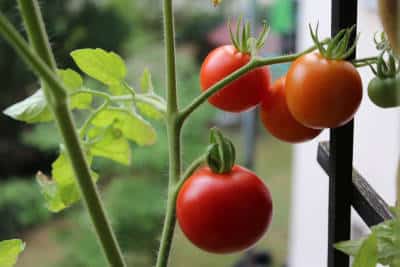 tomaten urban gardening balkon flaechenlust gartenblog