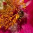 Duftgarten Gartenplanung Bienenfreundlicher Garten flaechenlust gartenblog