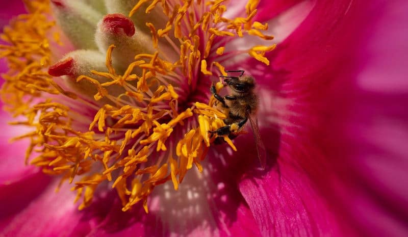 Duftgarten Gartenplanung Bienenfreundlicher Garten flaechenlust gartenblog