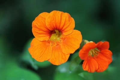 gartentipp mai kapurinerkresse aussaat flaechenlust gartenblog