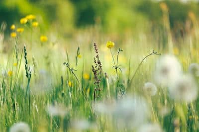 gartentipps mai blumenwiese anlegen kräuterrasen flaechenlust gartenblog