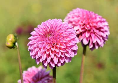 gartentipps mai dahlien einpflanzen flaechenlust gartenblog