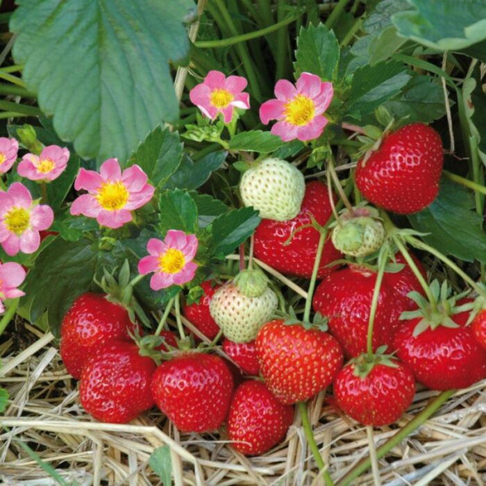 Hochbeet aus Hartholz – Bild 4