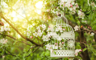 gartentipps für den juni flaechenlust gartenblog