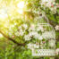 gartentipps für den juni flaechenlust gartenblog