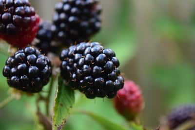  flaechenlust-gartenplanung-anti-aging-pflanze-brombeer