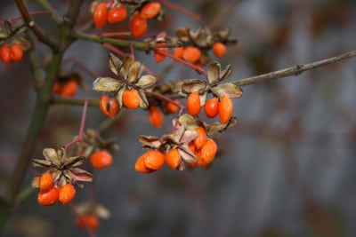 goji-beere-anti-aging-gartengestaltung-flaechenlust