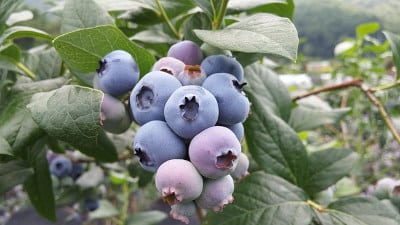  heilender-garten-heidelbeere-flaechenlust-gartengestaltung-gartenblog