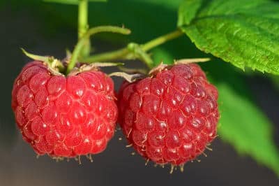 himbeere-garten-anti-aging-flaechenlust-gartenblog-gartenplanung