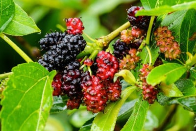 maulbeere-antiaging-beeren-gartenblog-flaechenlust