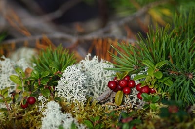 preiselbeere-beerengarten-gestalten-heilkraft-flaechenlust-gartenblog