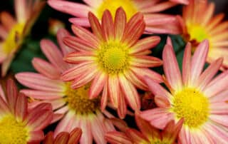 warmer herbst gartenblog flaechenlust titelbild chrysanthemums