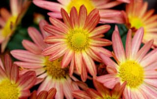warmer herbst gartenblog flaechenlust titelbild chrysanthemums