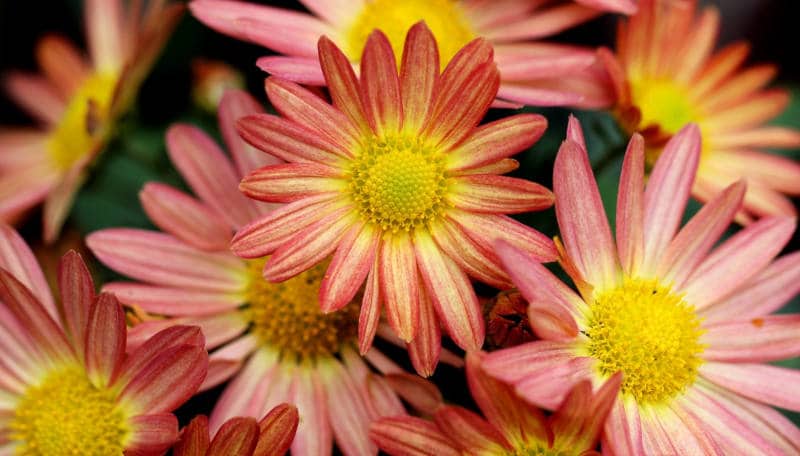 warmer herbst gartenblog flaechenlust titelbild chrysanthemums