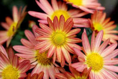 herbstblüher klimawandel herbstwärme chrysantheme