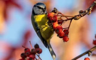 Vogelfreundlicher Garten Winterfutter Beerengarten flaechenlust gartenblog