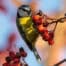 Vogelfreundlicher Garten Winterfutter Beerengarten flaechenlust gartenblog