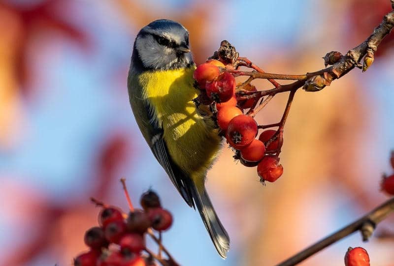 Vogelfreundlicher Garten Winterfutter Beerengarten flaechenlust gartenblog