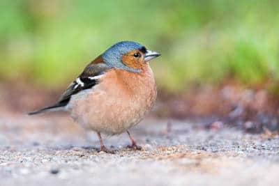 buchfink vogelfreundliche gartengestaltung flaechenlust gartenblog