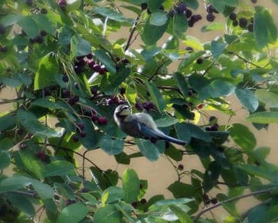 vogel heckenpflanzen felsenbirne naturgarten flaechenlust gartenblo