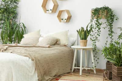 zimmerpflanzen im schlafzimmer indoorgreen flaechenlust gartenblog