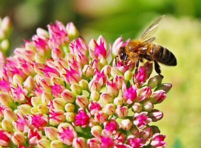 gartentrends 2024 biene nützlingsfreundlicher garten