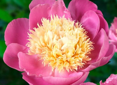 Duftgarten-pfingstrose-gartenplanung-flaechenlust-Paeonia_BowlofBeauty