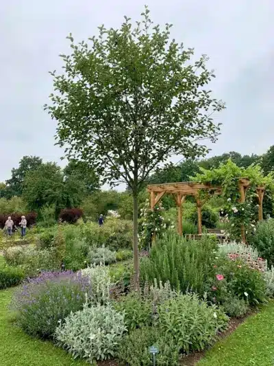 Schattenspender gegen die Hitze im Garten