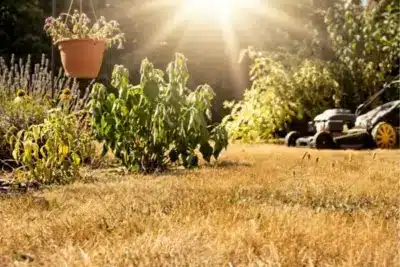 garten hitzewelle tipps